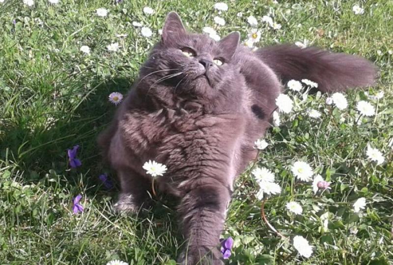 Apericena  per i gatti   di Maria Luigia