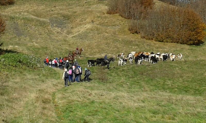 Transumanza tradizionale da riscoprire