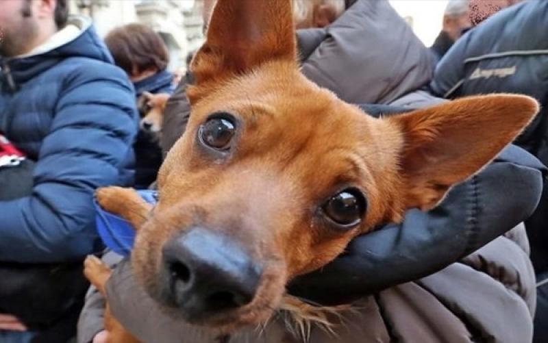 Benedizione degli animali dai Cappuccini