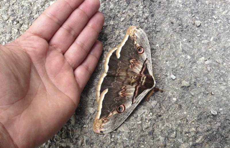 A caccia di falene  nel parco di Carrega