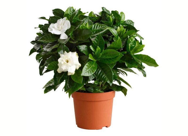 Gardenie e ortensie per Aism