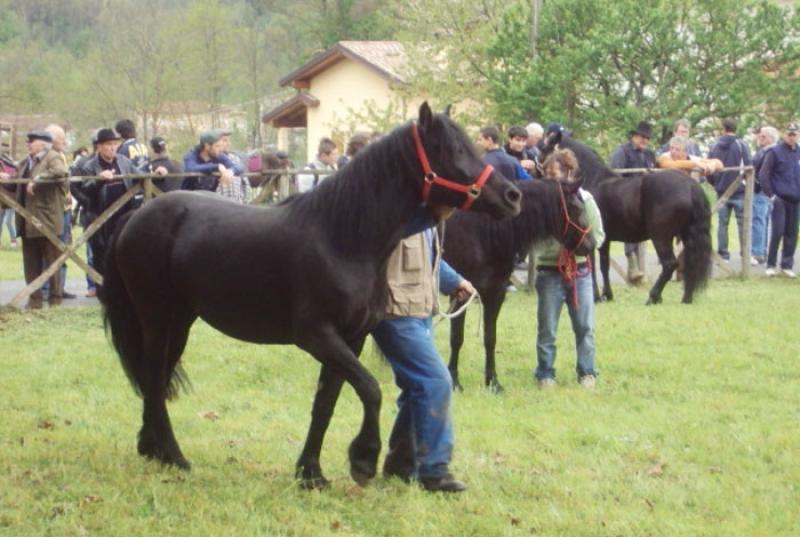 La mostra del cavallo bardigiano