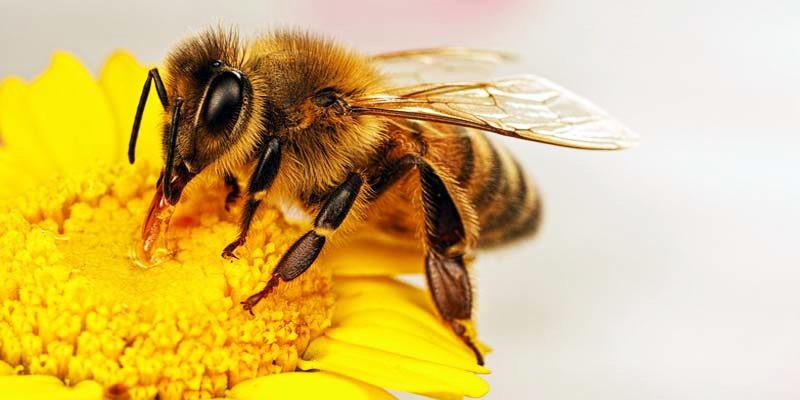  Tutto sulle api: incontro al circolo &laquo;Il Ciclone&raquo;