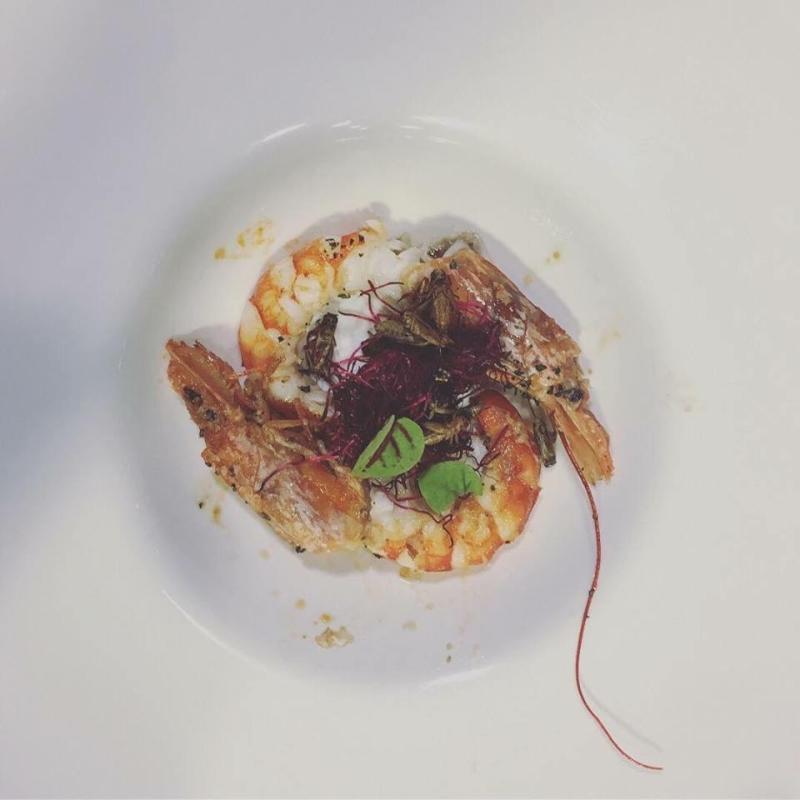 L'insetto nel piatto: all'International Food Festival showcooking con grilli e camole