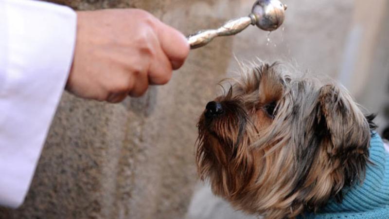 Sant'Antonio, rito del bacio e animali benedetti
