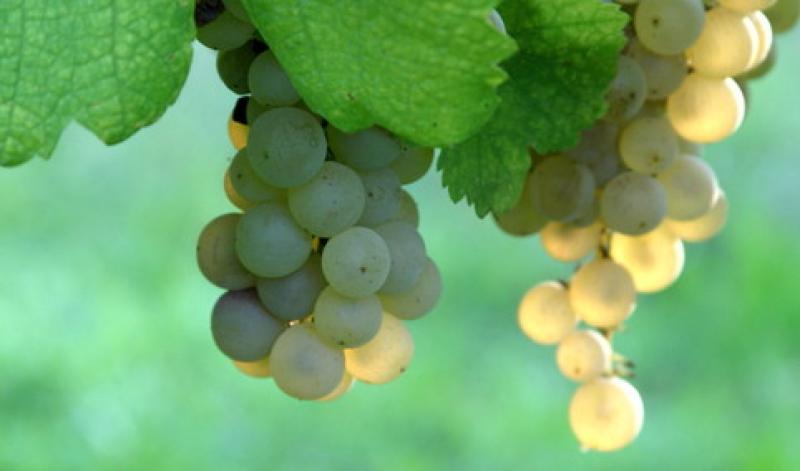 La &laquo;Festa dell'Uva&raquo;: ecco il programma
