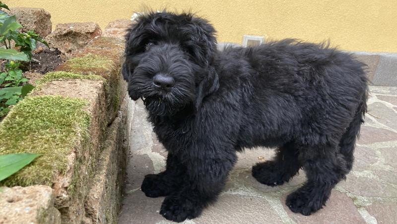I cuccioli in passerella a sostegno della Pet therapy