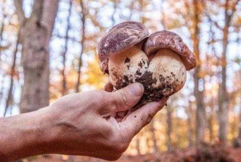 Parco dei Pini, bimbi coinvolti in "Funghi da tavola"