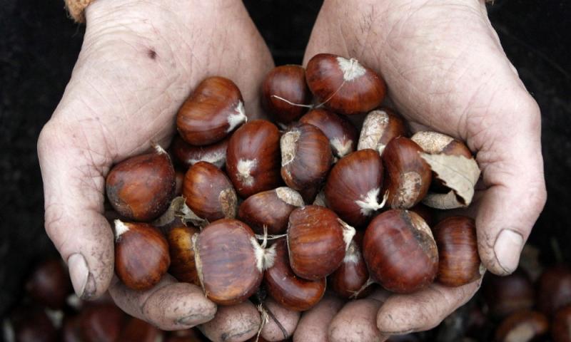 Domenica  la festa  delle castagne