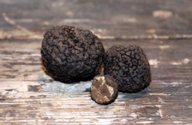 Il programma della Fiera del Tartufo