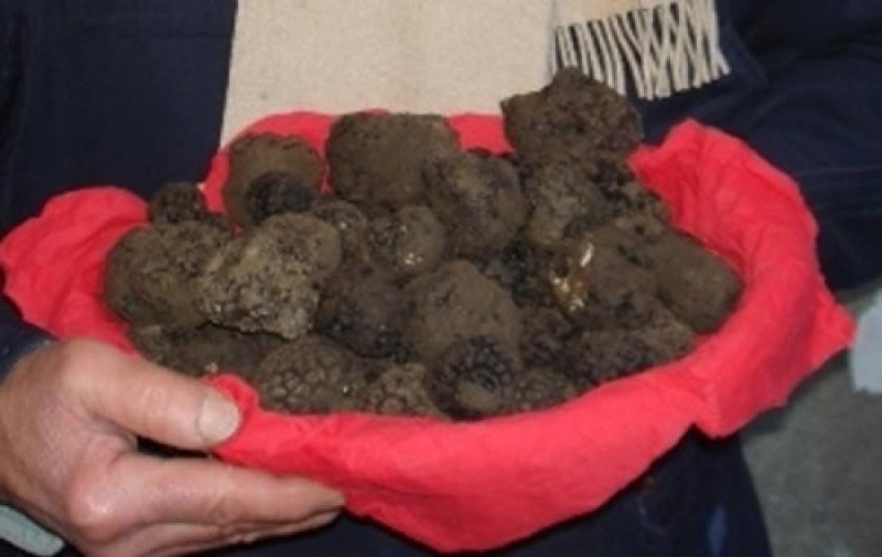 Anteprima della Fiera del tartufo di Fragno