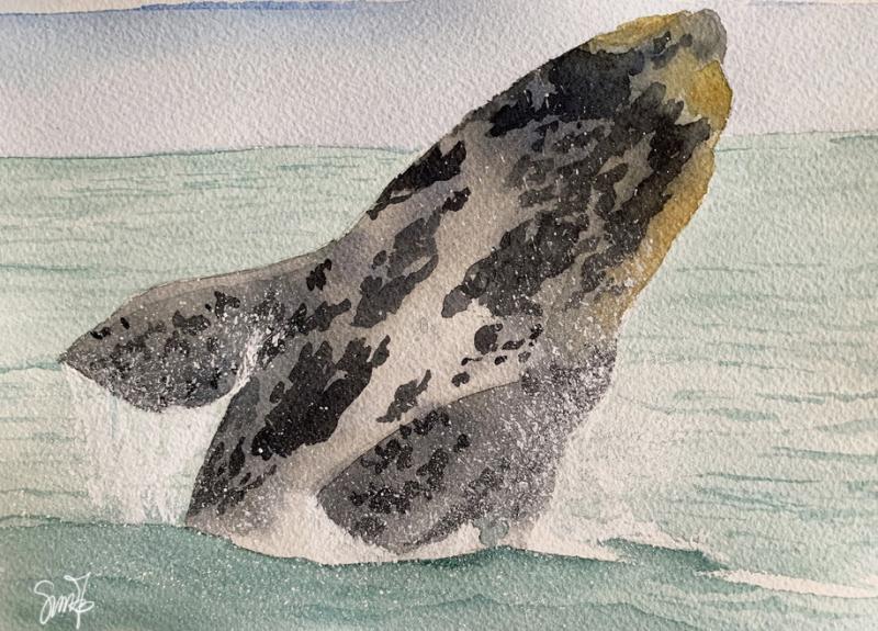 "Balaenae", gli acquarelli di Simona Bisconti al MuMab