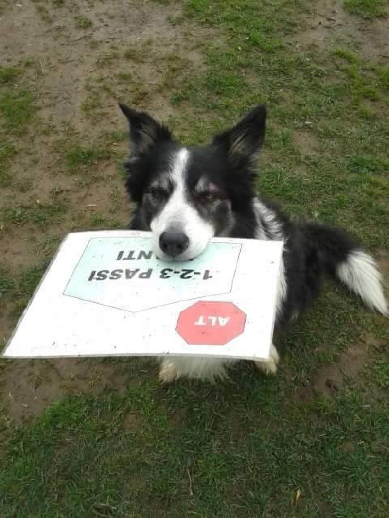 Gara Rally Obedience in notturna 