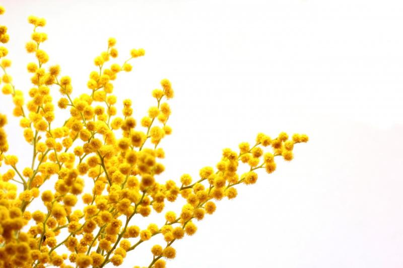 All'Ape Museo il premio  Una mimosa per l&rsquo;ambiente