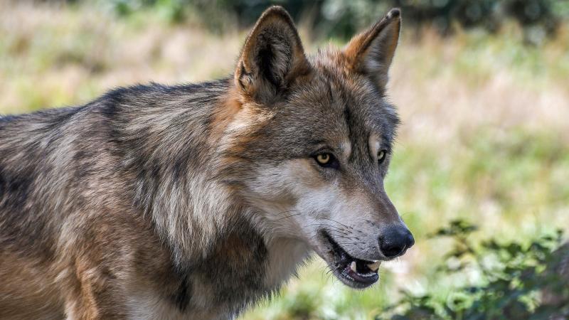 Il lupo - un incontro questa sera in Rocca a Sala Baganza