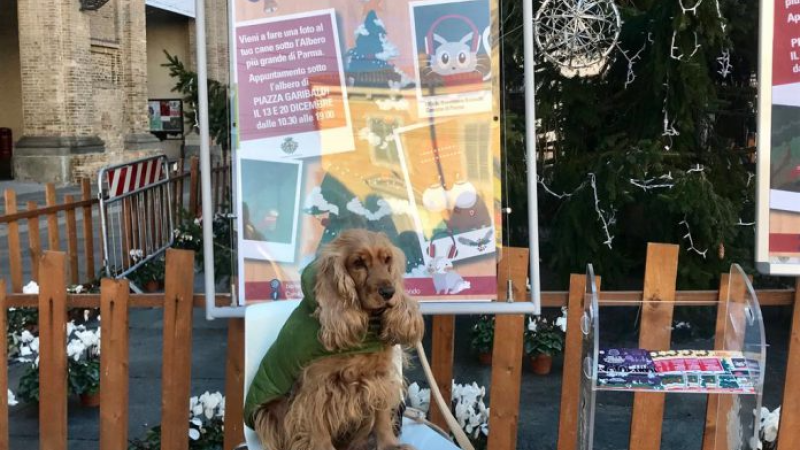 Il Natale degli amici a quattro zampe: foto ricordo sotto l'Albero della Piazza giovedi 22 dicembre dalle 15.30 alle 19