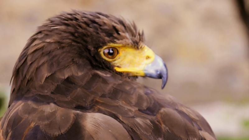 Spettacolo di falconeria al Castello di Tabiano, domenica 17 aprile 2022