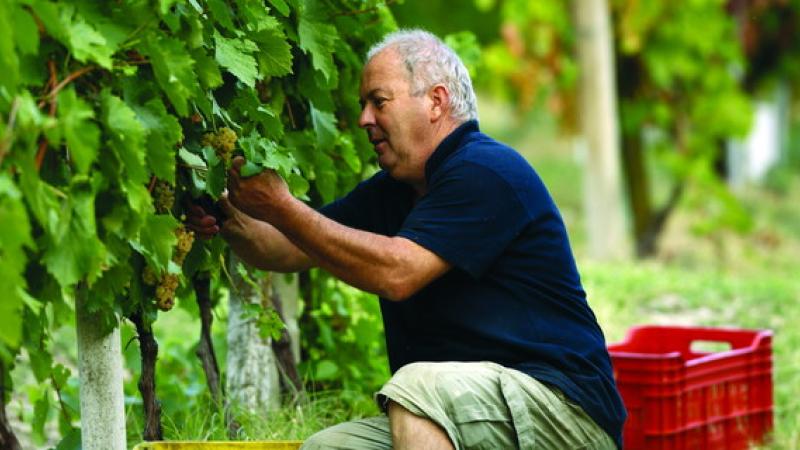 Vendemmia e visita al vigneto