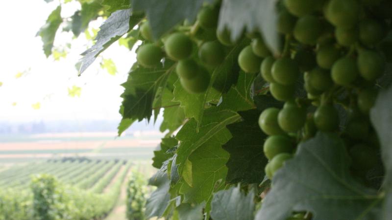 Picnic in vigna con vista Castello di Torrechiara