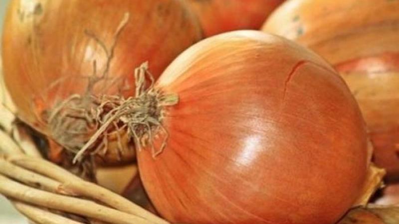 Cipolla dal primo al dolce all'ottava festa per il bulbo più celebre