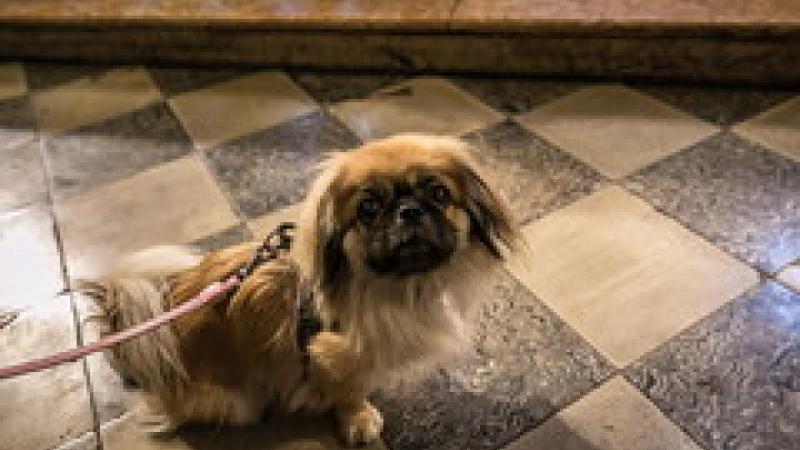 In chiesa con gli animali  e poi tutti a tavola 