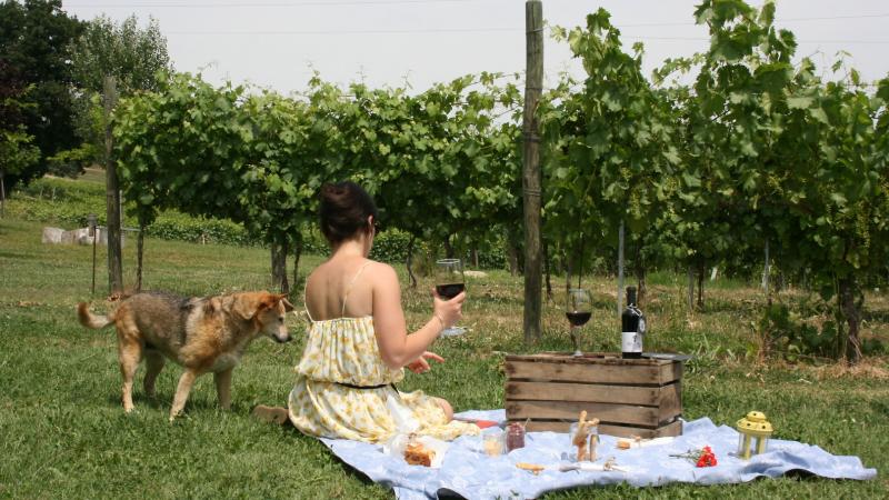 Picnic in vigna con vista Castello di Torrechiara