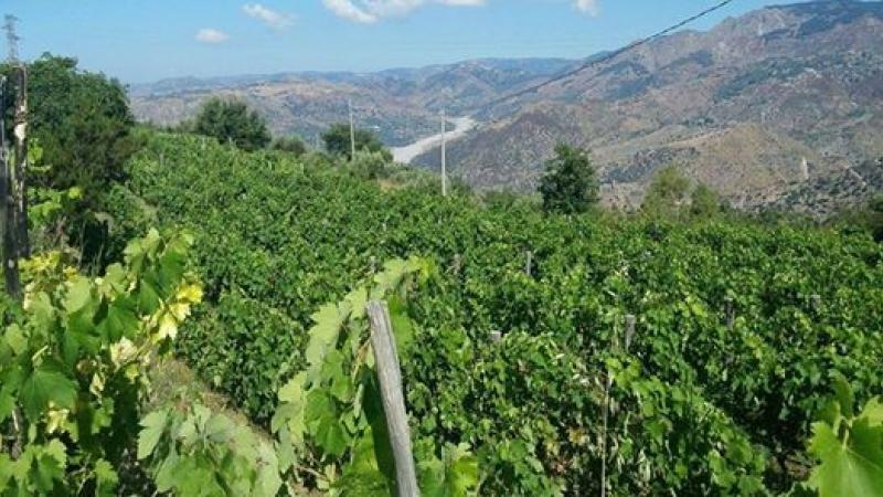 Cirò e il Gaglioppo: Tradizione e Rivoluzione