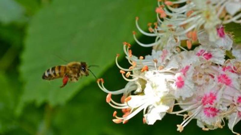 Piante selvatiche officinali della primavera