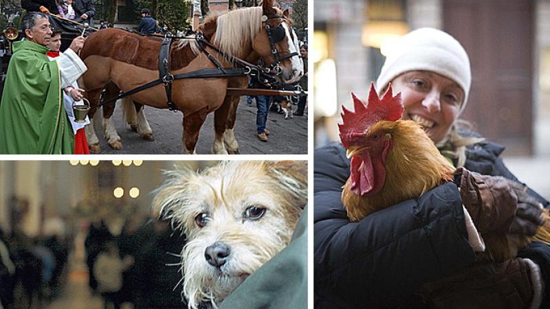 Sant'Antonio: tutte le benedizioni degli animali 