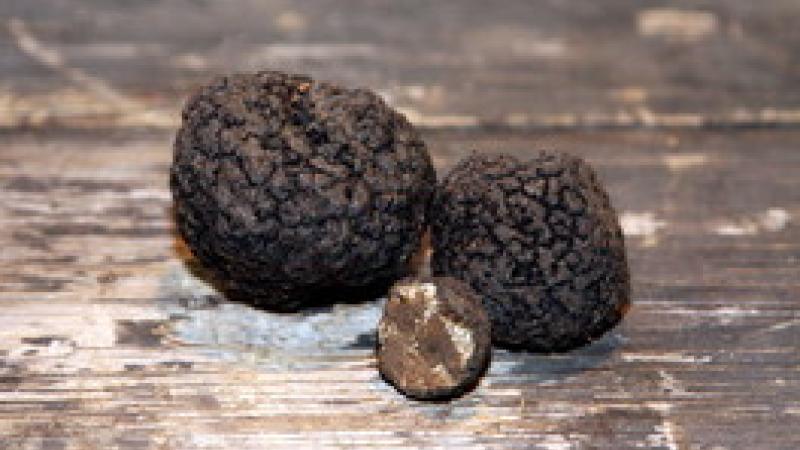 Tartufo e aromi artificiali: dibattito aperto (con degustazione)