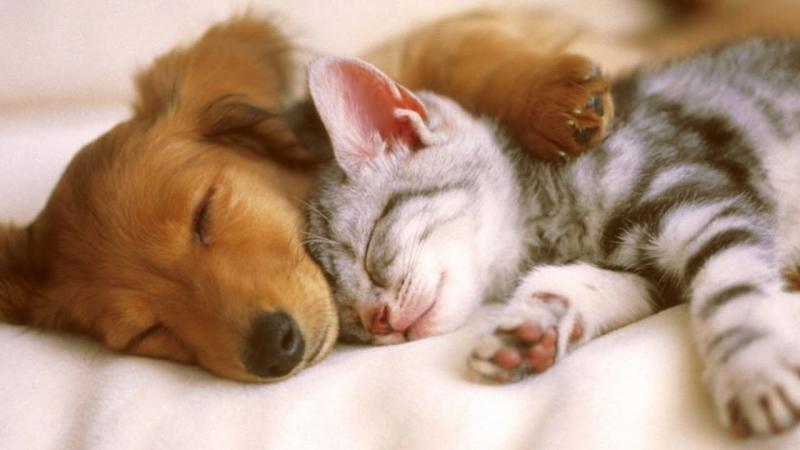 Una raccolta di studi per spiegare  che  «Gli animali hanno diritti»