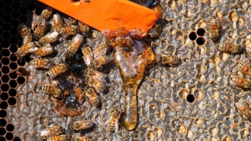 Apicoltura e agricoltura: se ne parla a Ciano d'Enza