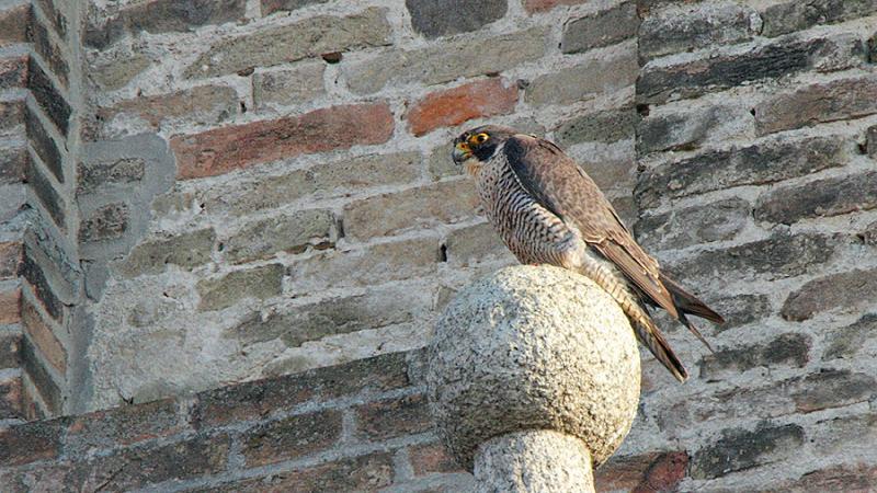 Ada, oggi l'incontro sull'avifauna urbana