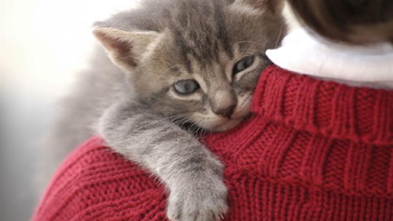 I Sos Angels   si mobilitano   per i gatti  senza casa