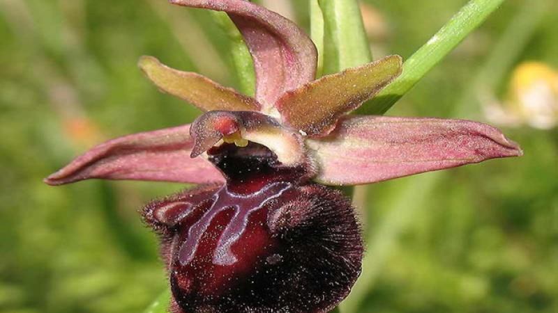 Escursione per ammirare la fioritura di orchidee e iris