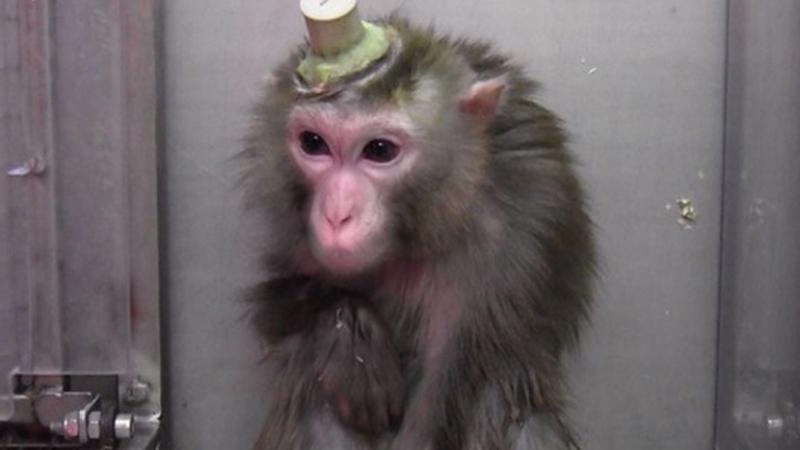 Dibattito della Lav sul «caso macachi» 