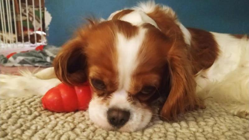 Cavalier King  «a raduno» domenica