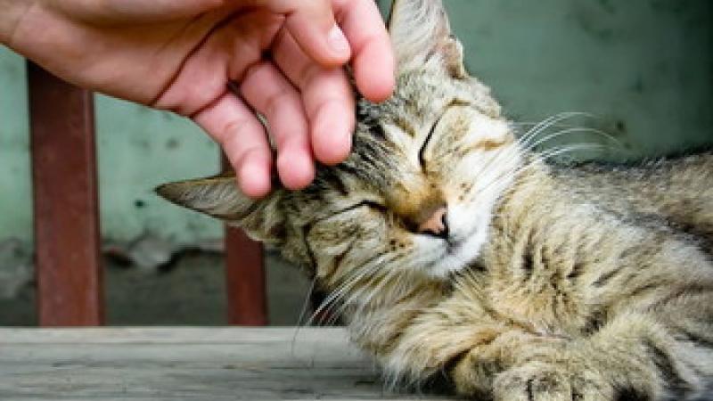 Il Cat Pride