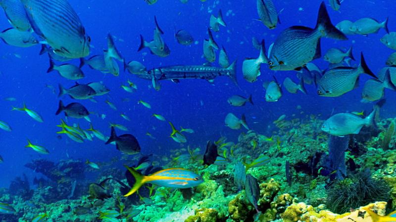 Conferenza: "Il mimetismo della fauna marina"