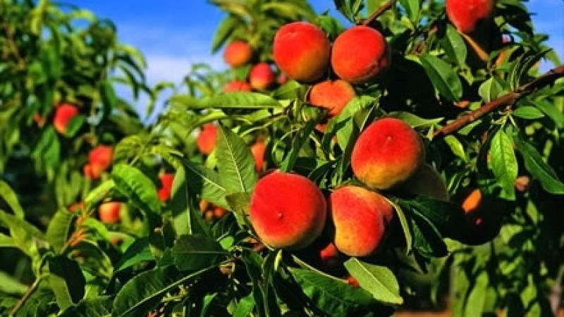 Innesto e potatura del frutteto familiare