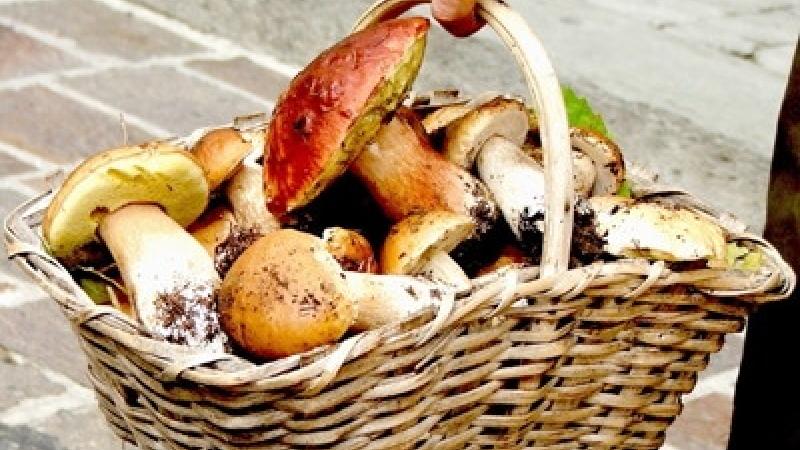 Minicorso (nel bosco) e mostra micologica