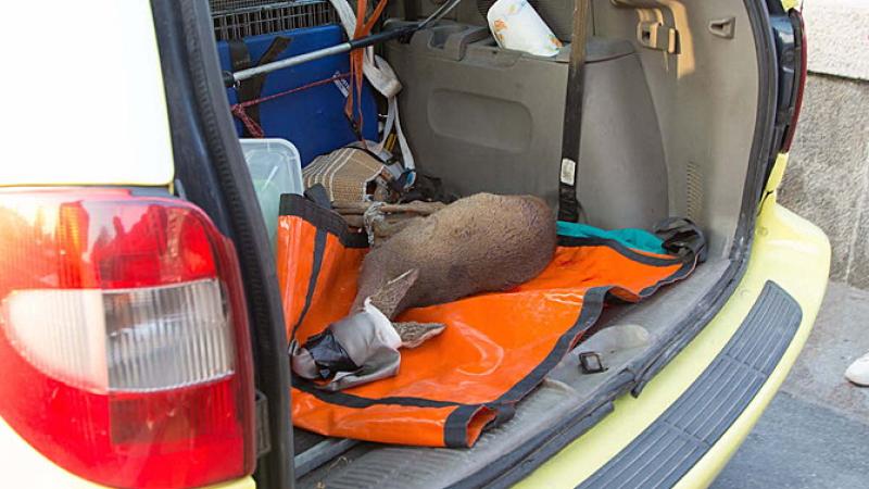 Corso per soccorso e cattura degli animali