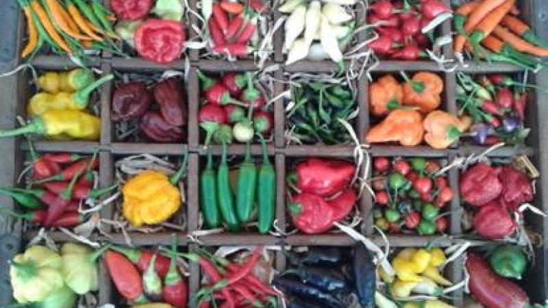 La Festa del Peperoncino