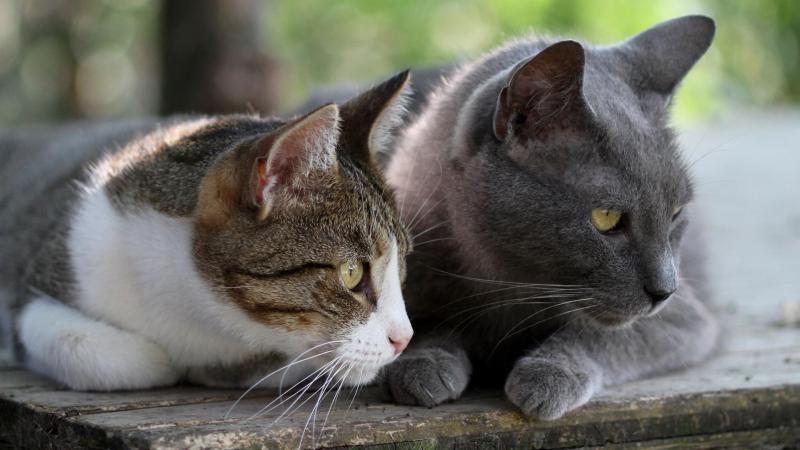 Alla scoperta del gattile comunale