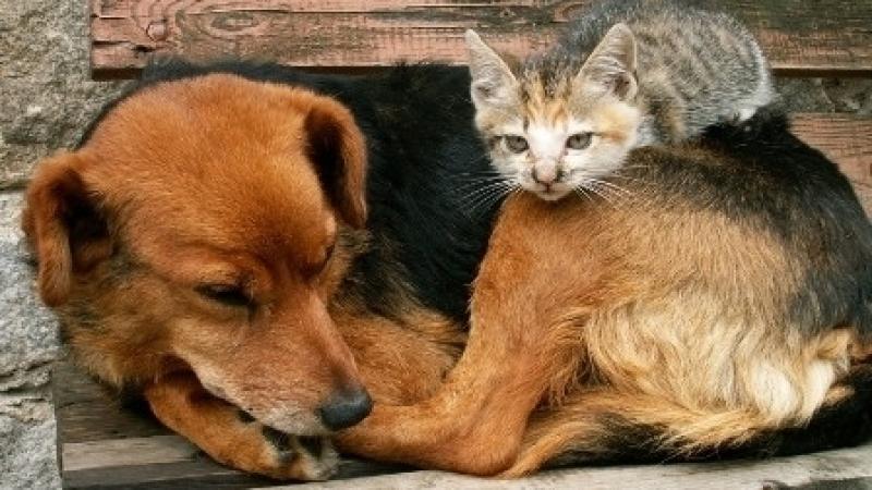Raccolta di cibo per cani e gatti