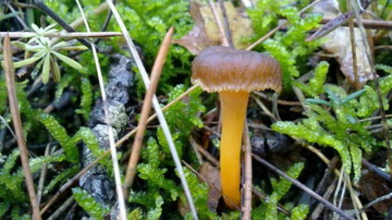Escursione: l'anello del Molinatico 