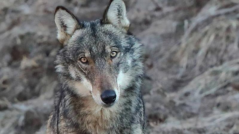Lupi e pecore, escursione per conoscerli