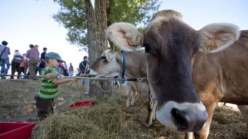 Si inaugura stasera la fiera agricola del Cornazzano