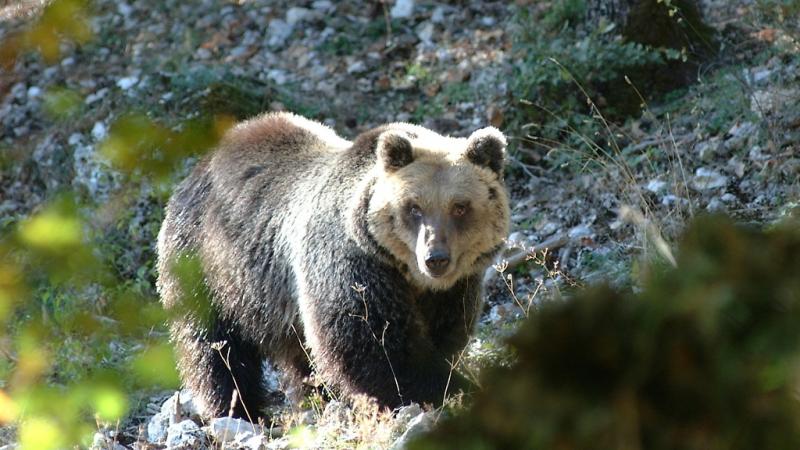Fiaccolata Enpa da piazza Garibaldi