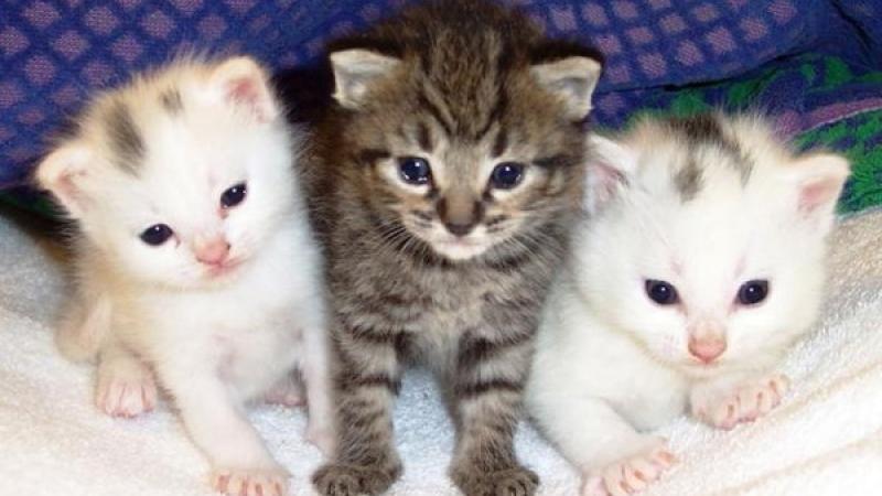 Lo smantellamento dell'Oasi felina